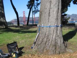 PiCUS应力波树木断层画面成像仪 PiCUS应力波树木断层画面成像仪