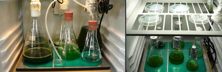 AlgaeTron AG 130-ECO 孵化瓶 AlgaeTron AG 130-ECO 孵化瓶