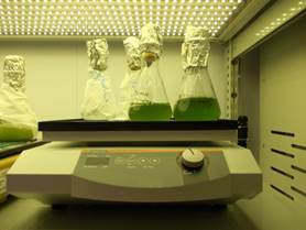 AlgaeTron AG 130-ECO 孵化瓶 AlgaeTron AG 130-ECO 孵化瓶